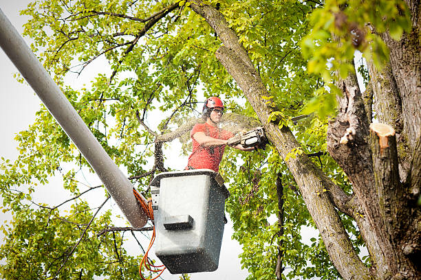 Reliable Hackleburg, AL Tree Removal Solutions