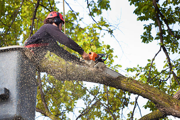 Lawn Maintenance Plans in Hackleburg, AL